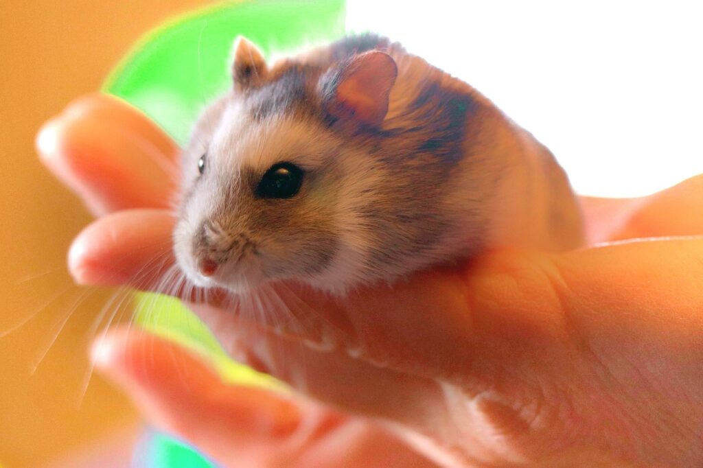 senior hamster care