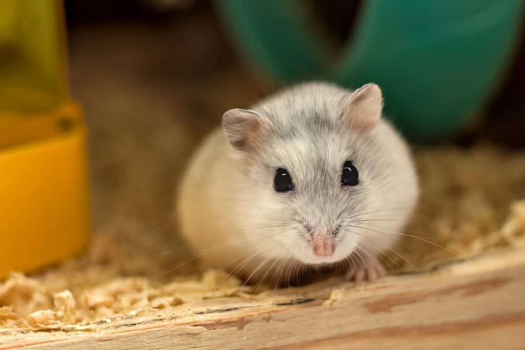 senior hamster