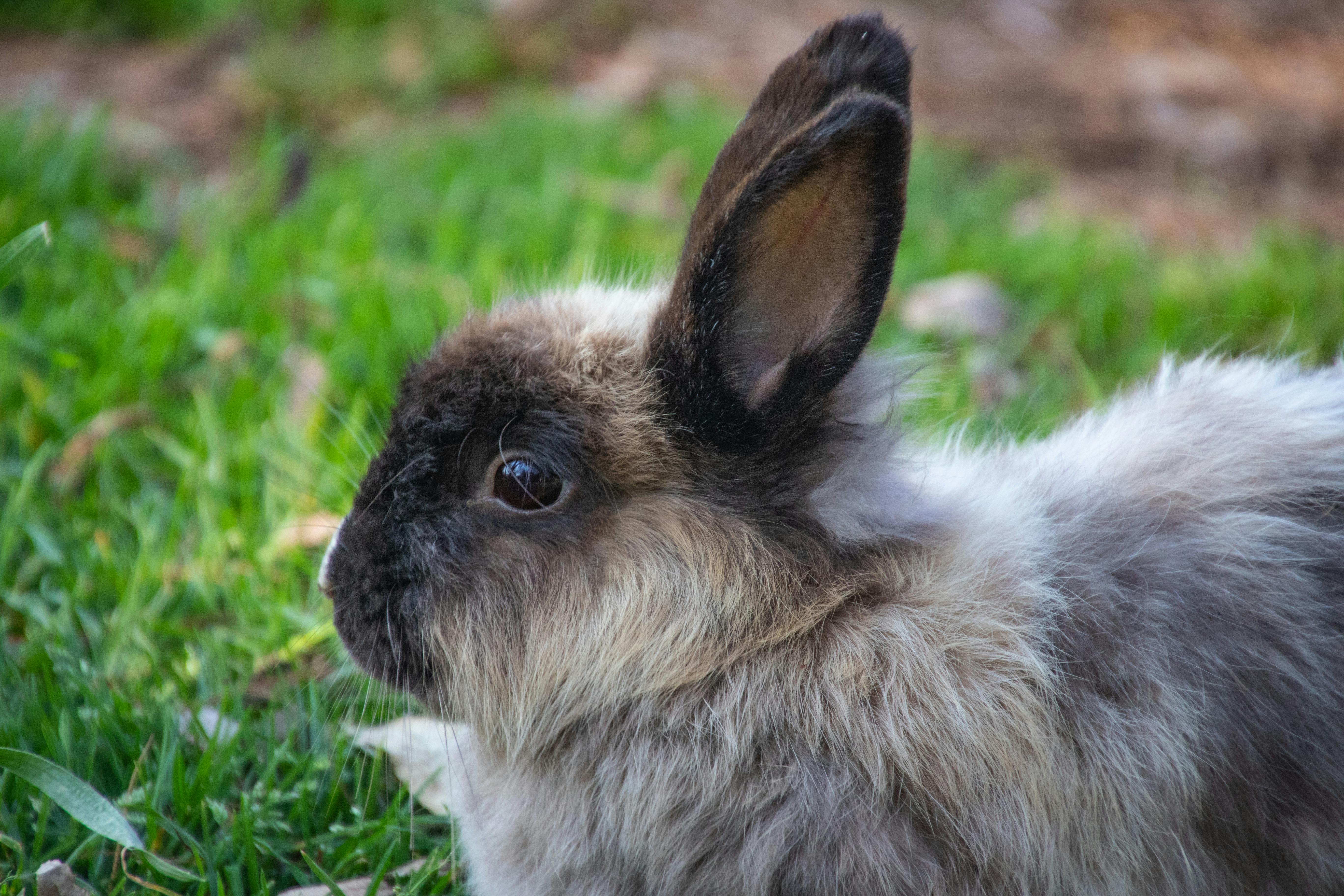 do rabbits purr