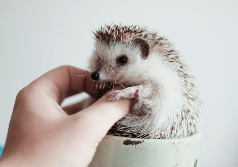 pros and cons of pet hedgehogs