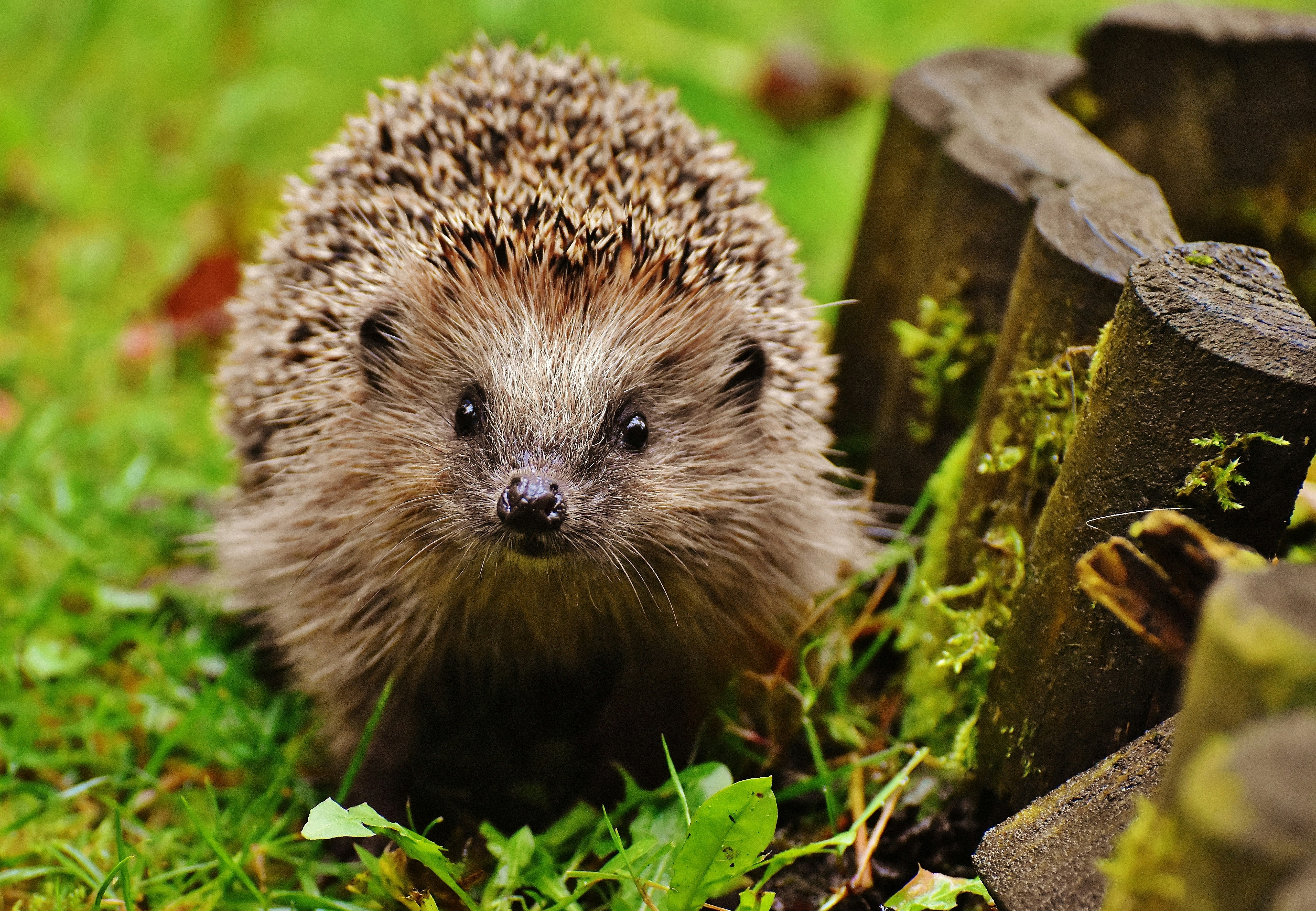 can you keep a European hedgehog as a pet