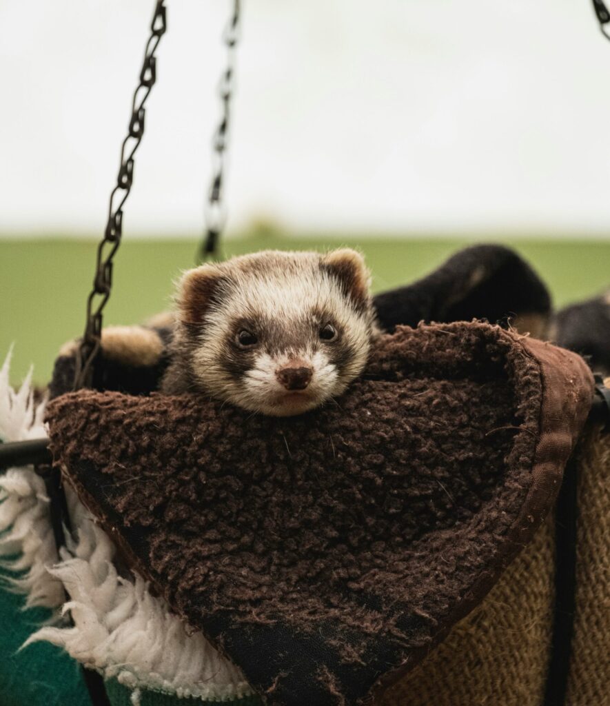 ferret