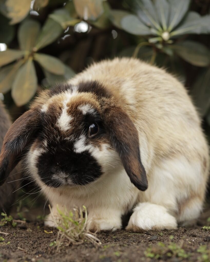 holland lop care