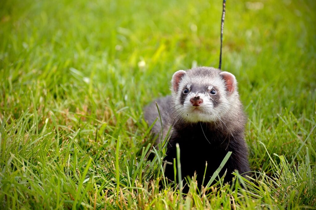 do ferrets make good pets