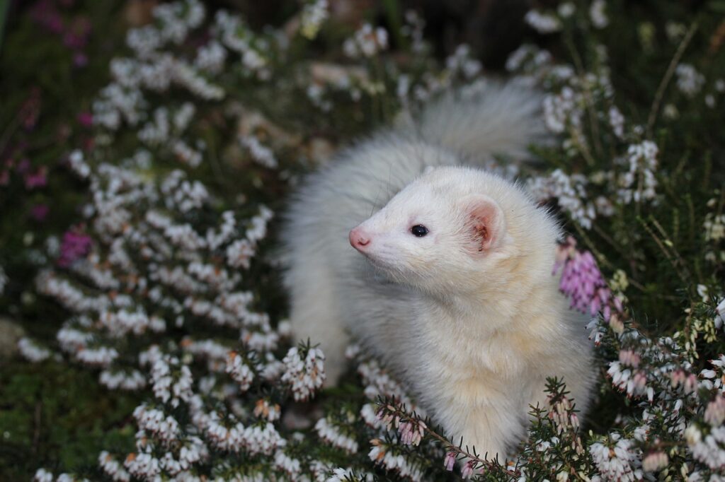 do ferrets make good pets