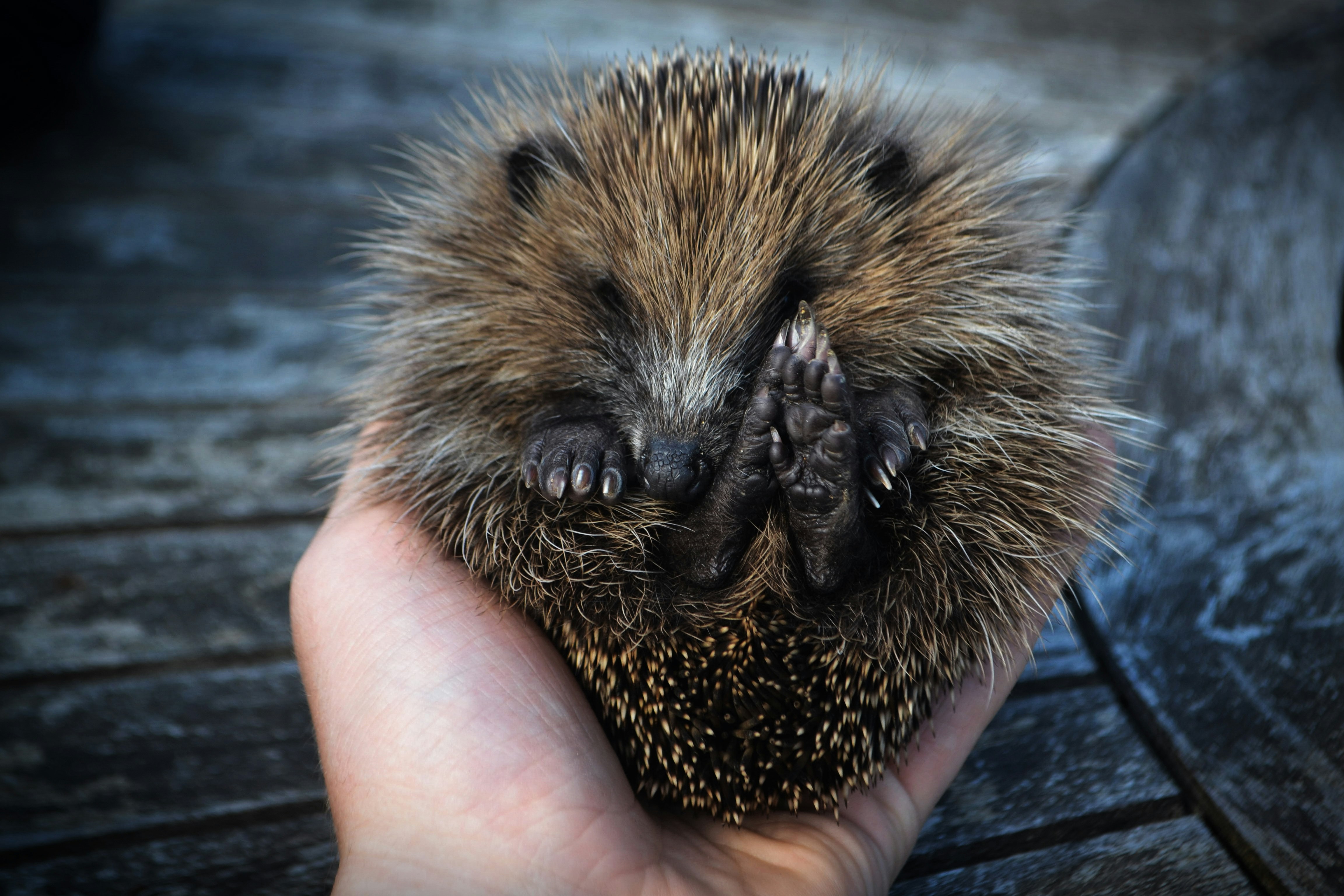 do European hedgehogs make good pets