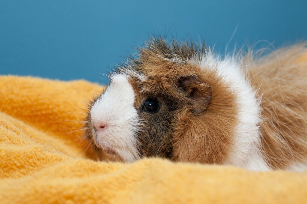 do guinea pigs smell