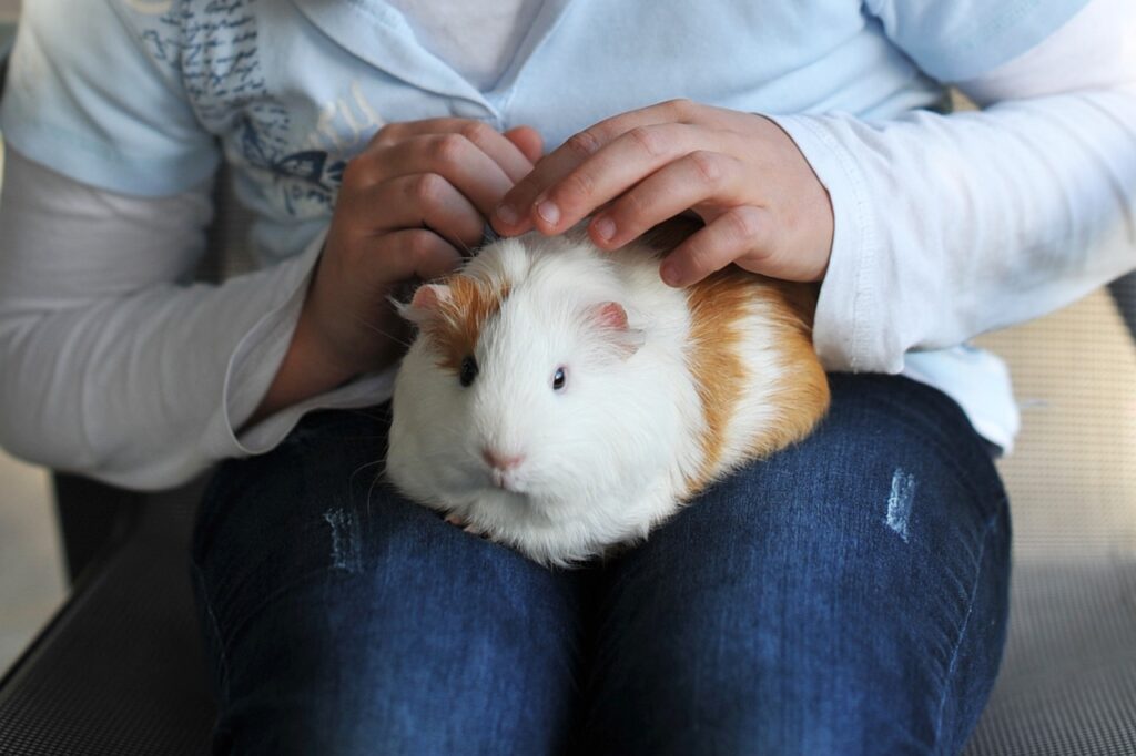 do guinea pigs smell