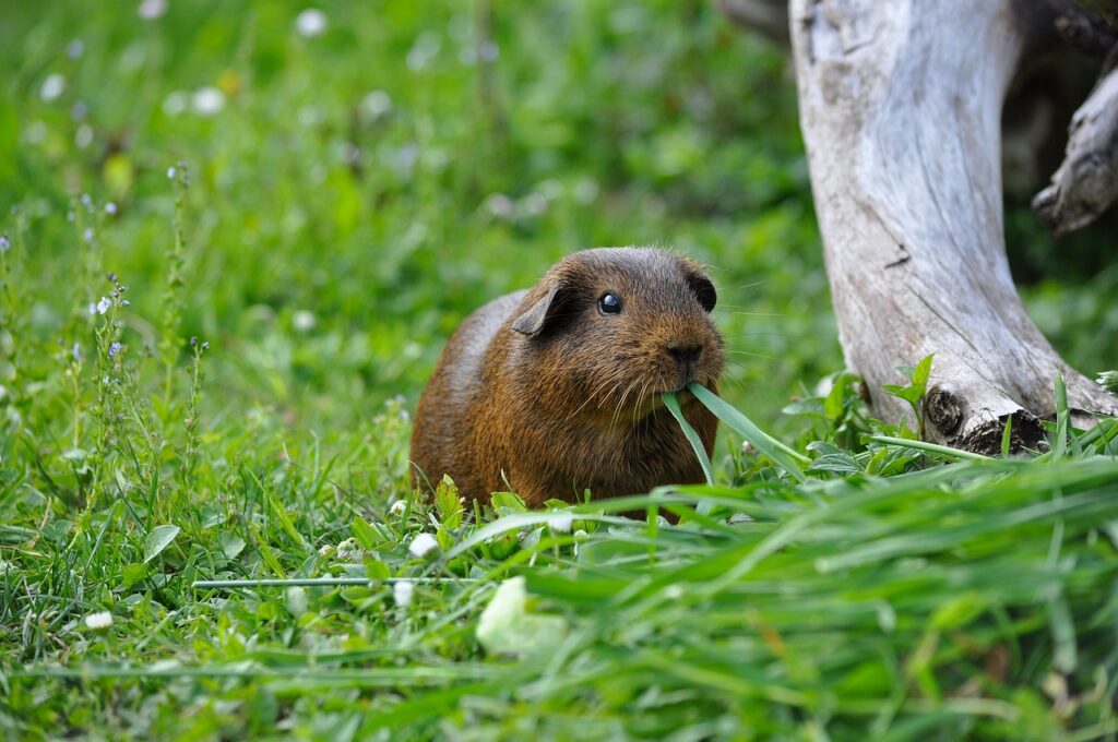 do guinea pigs smell