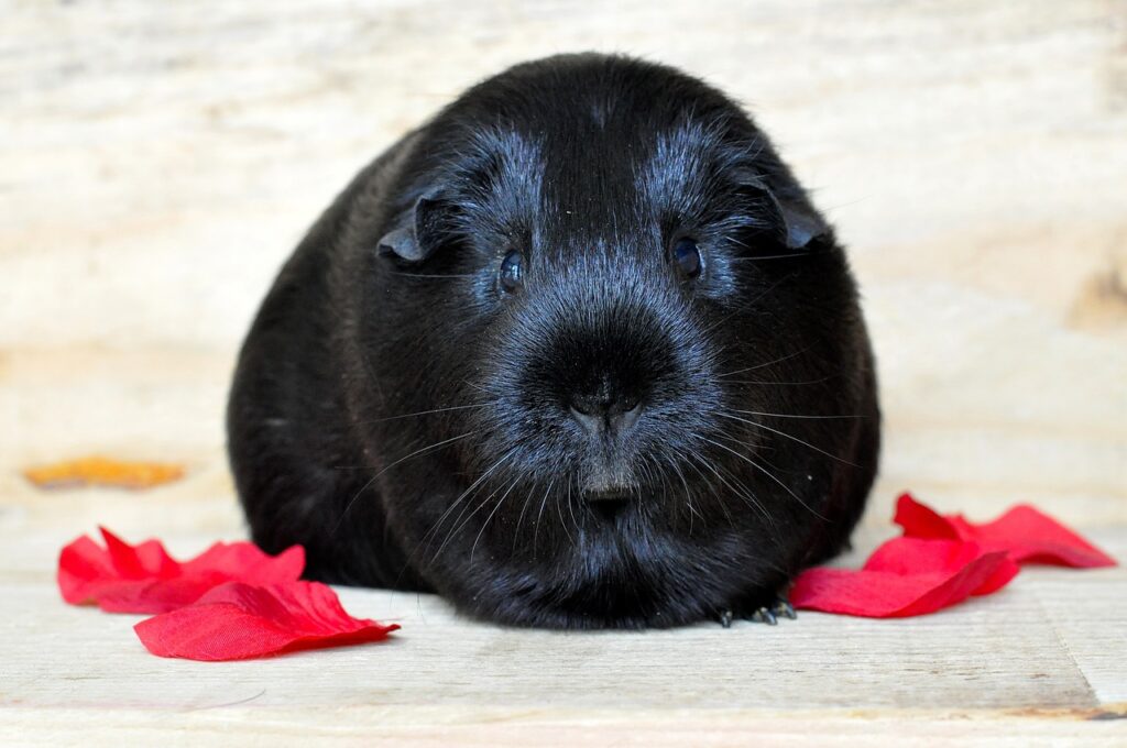 can guinea pigs eat pineapple