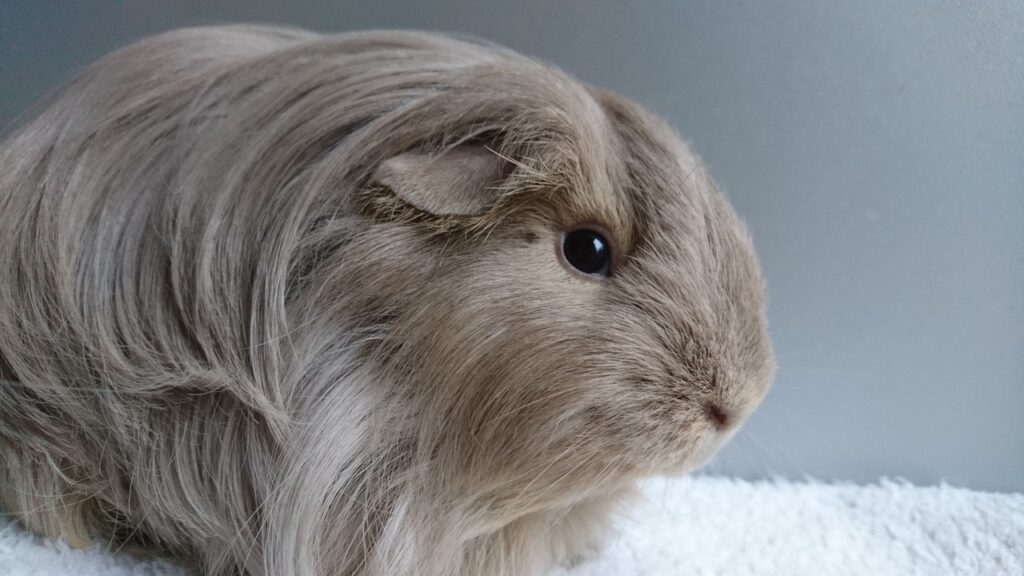 guinea pig