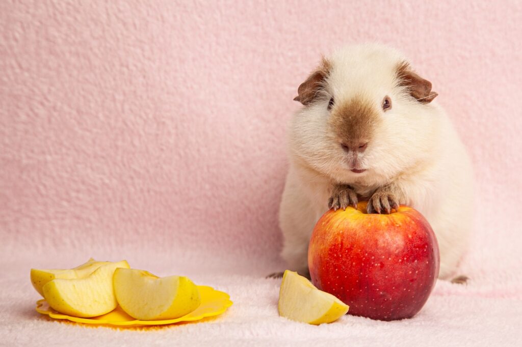 can guinea pigs eat apples