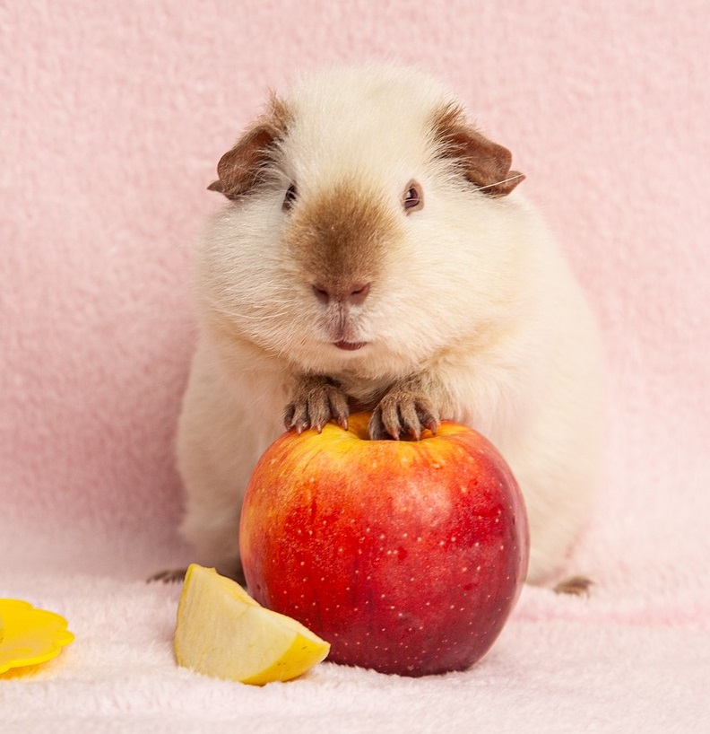 Himalayan guinea pig