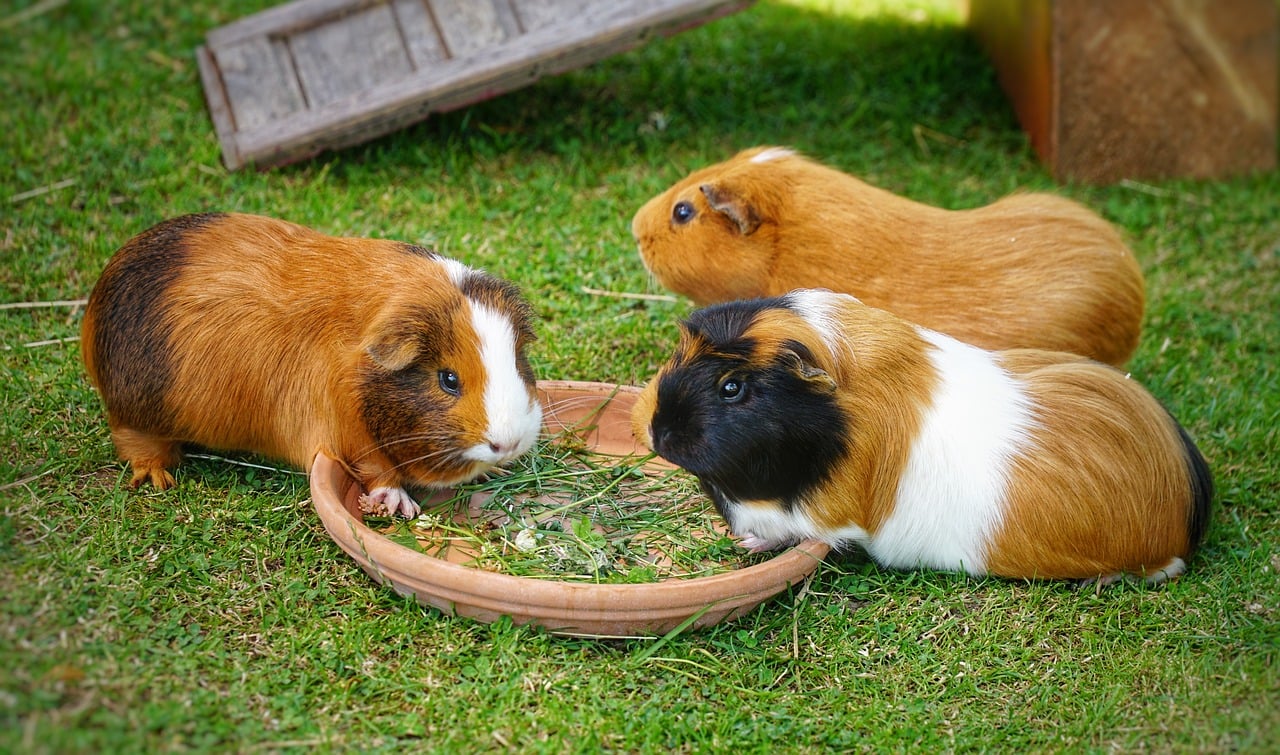 Peruvian Satin Guinea Pig - Hutch Happiness