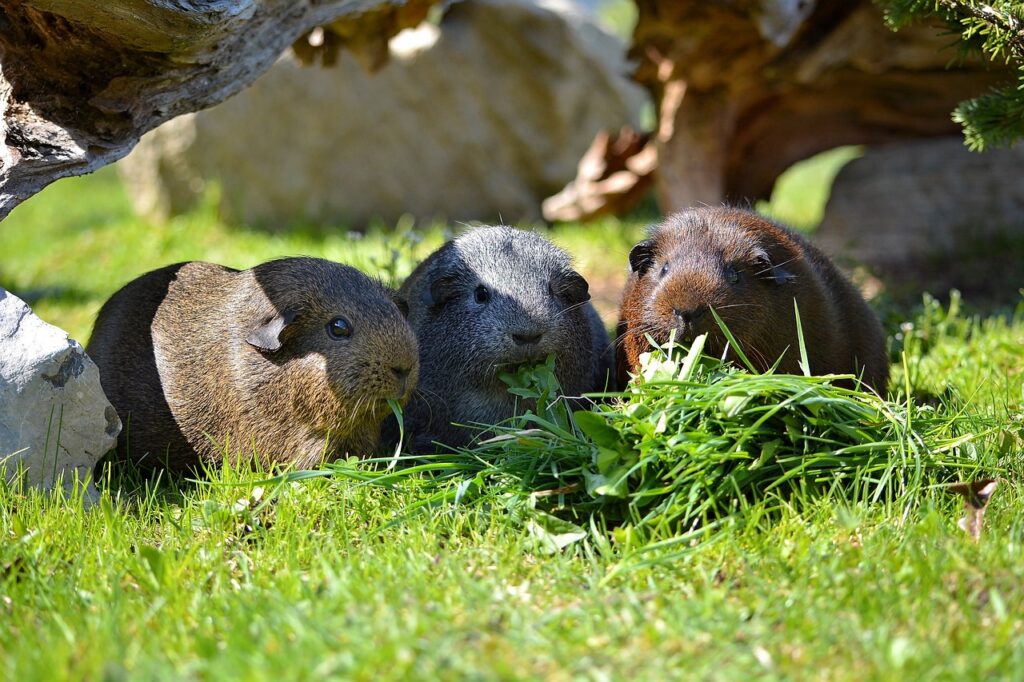 what greens can guinea pigs eat