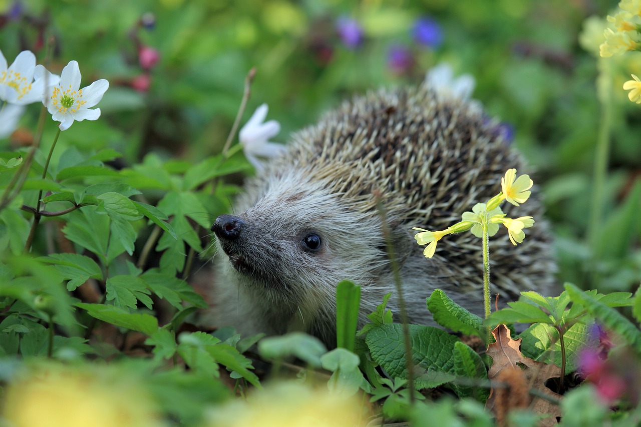 can you keep a European hedgehog as a pet