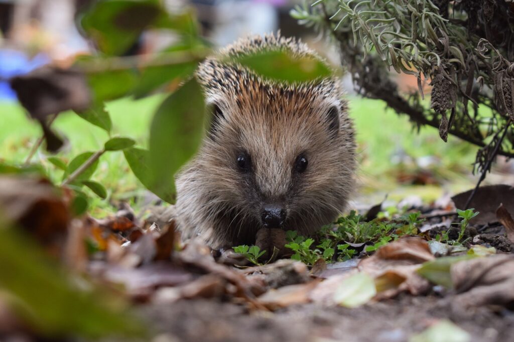 can you keep a wild hedgehog as a pet