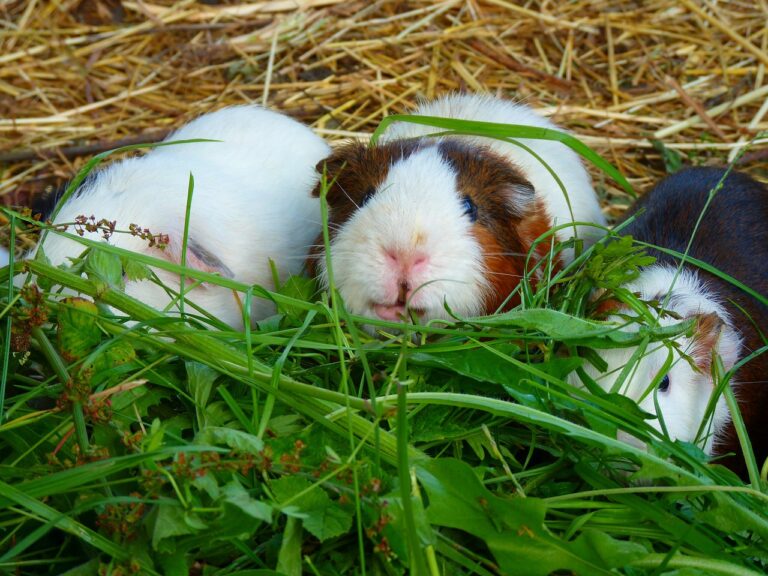 what greens can a guinea pig eat