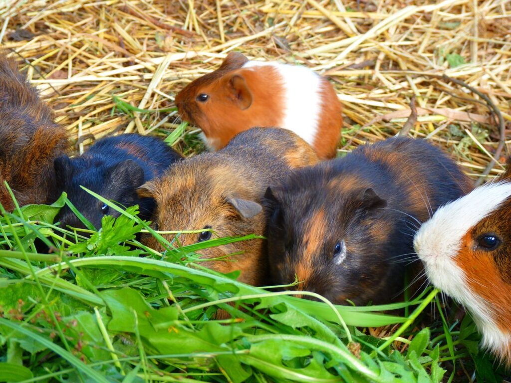 what greens can guinea pigs eat