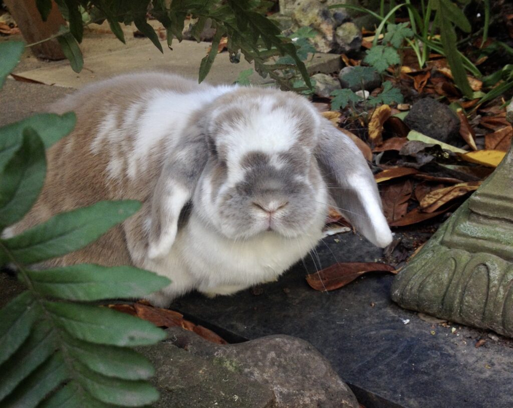 Holland Lop