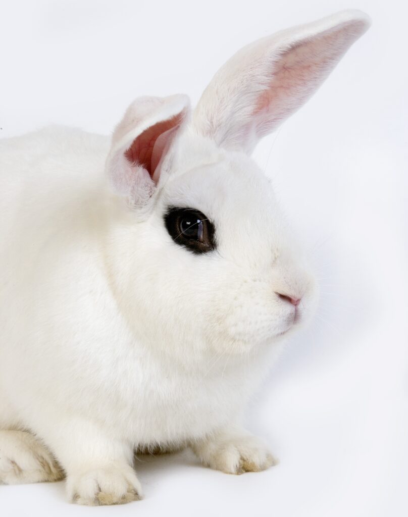 hotot rabbit