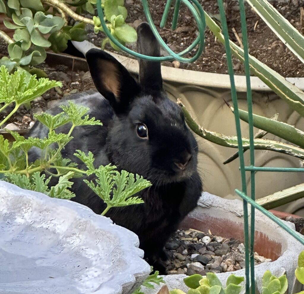 havana rabbit