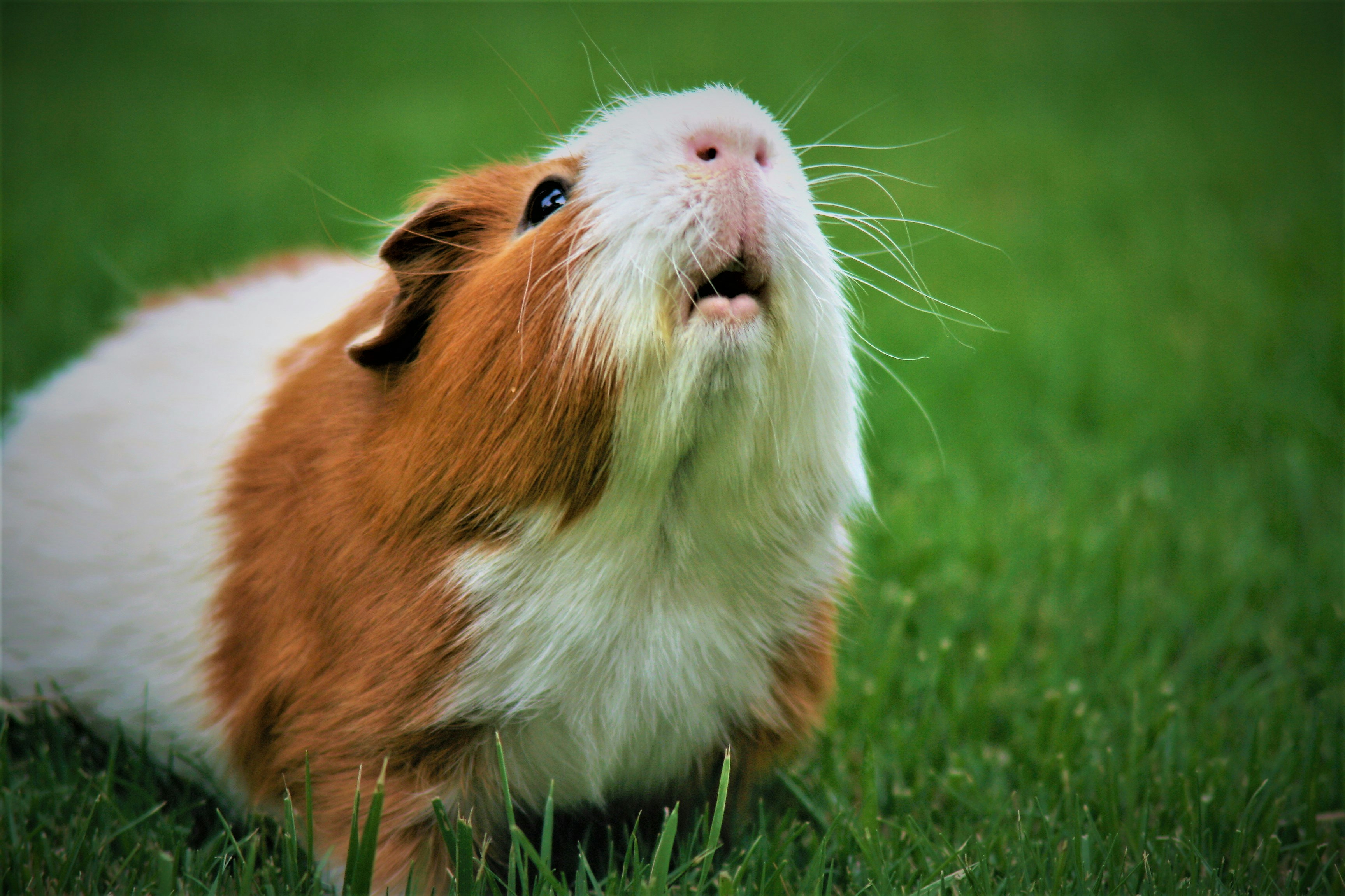 what is a guinea pig