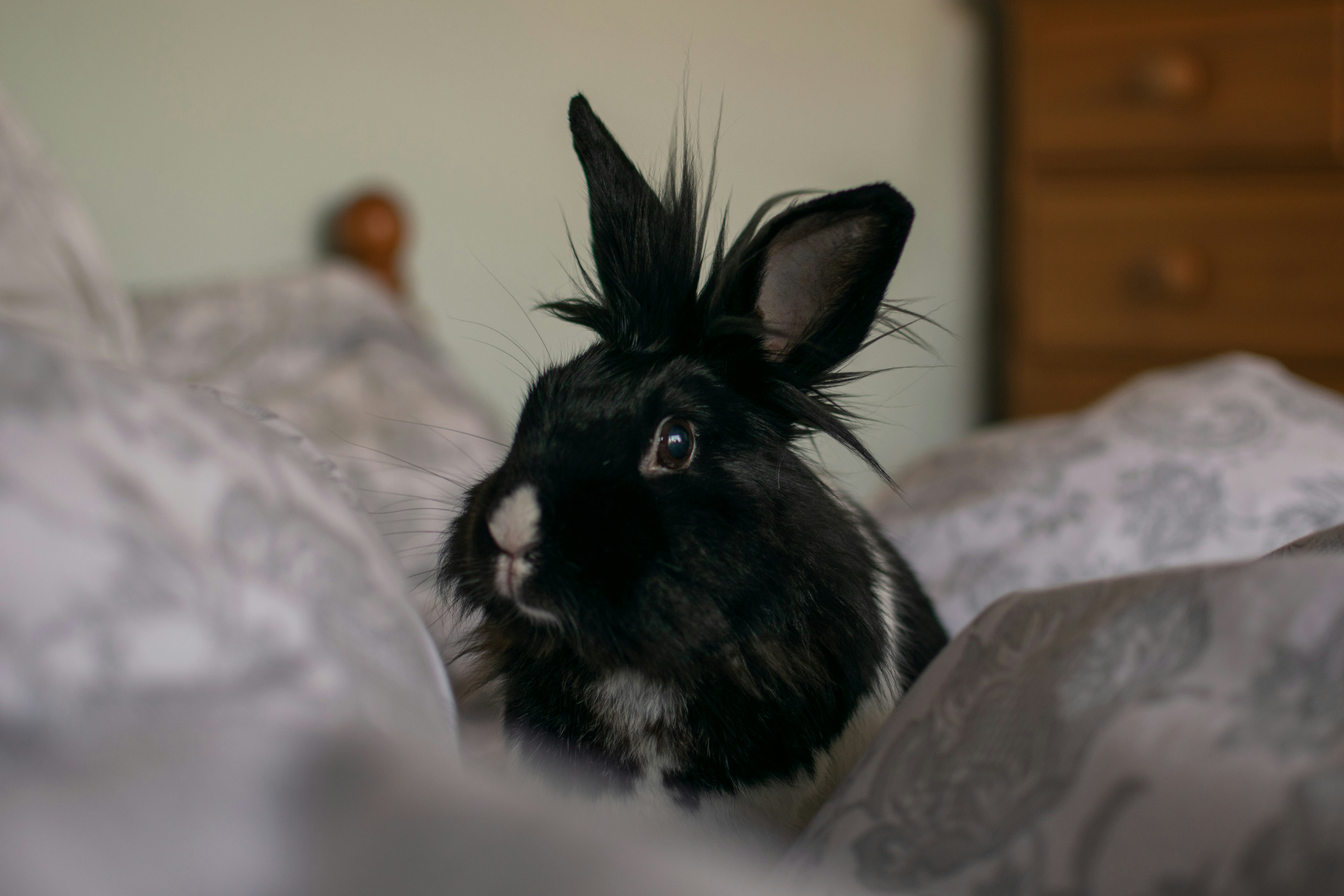 lionhead