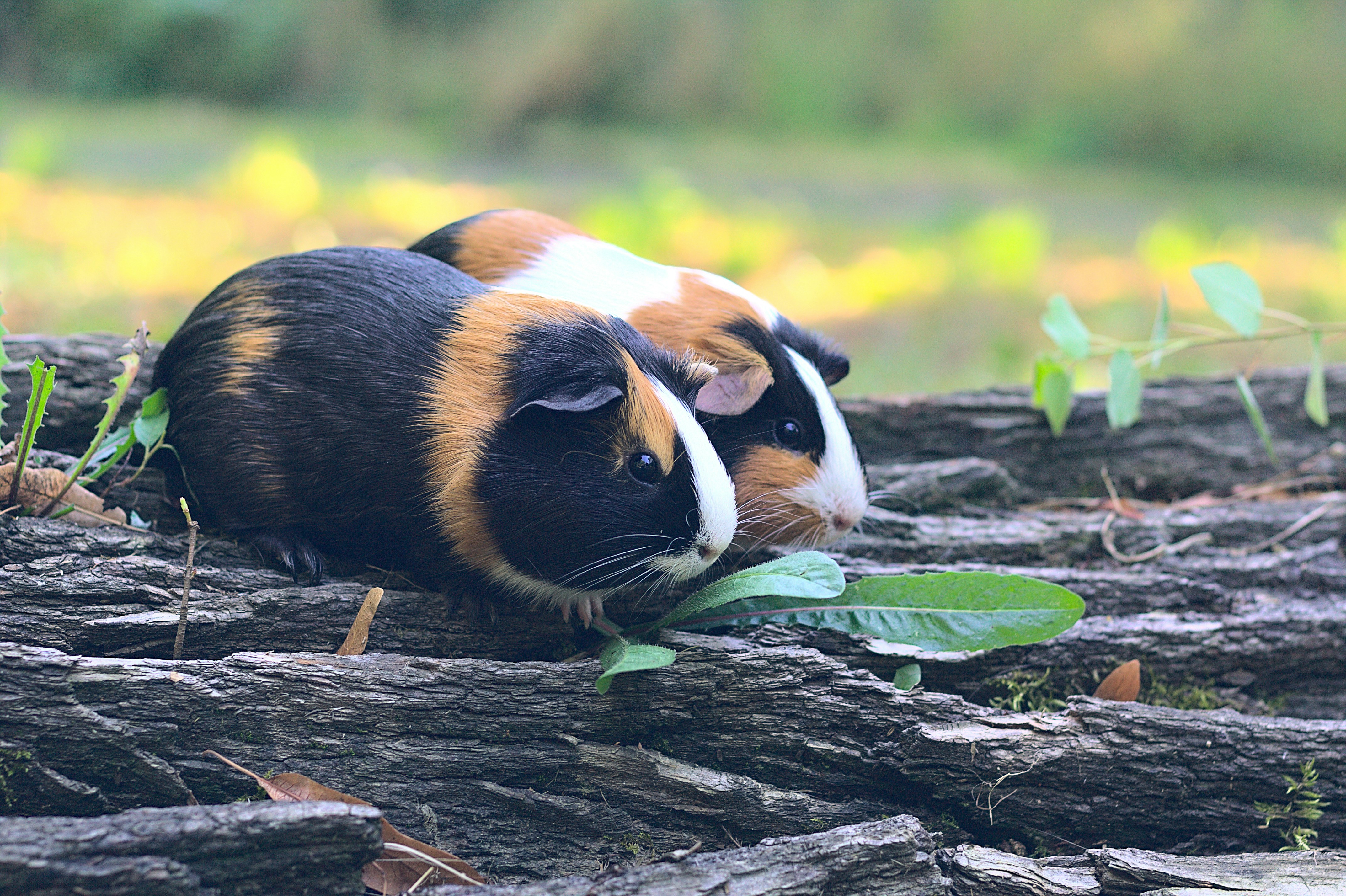 guinea pig lifespan