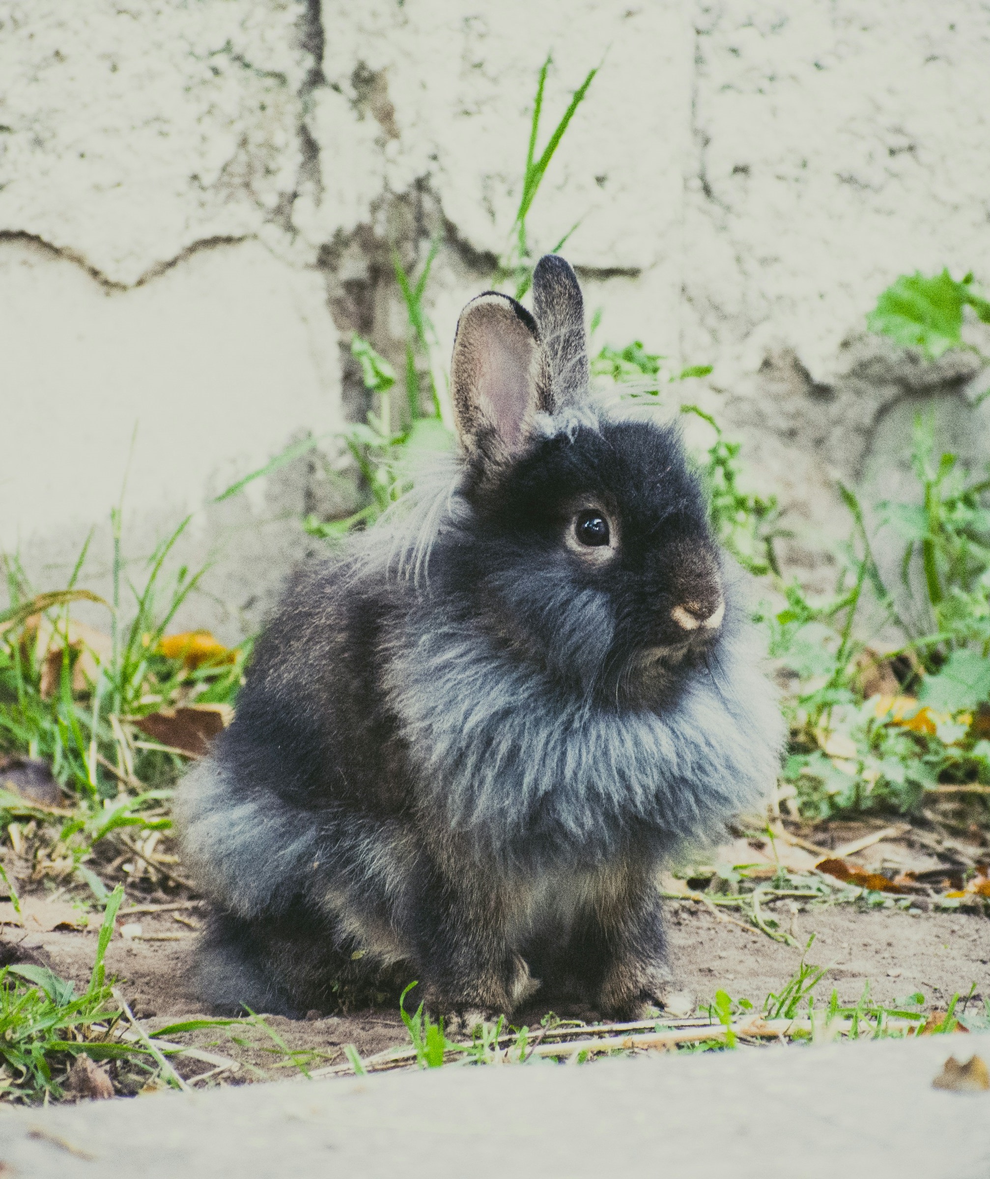 lionhead