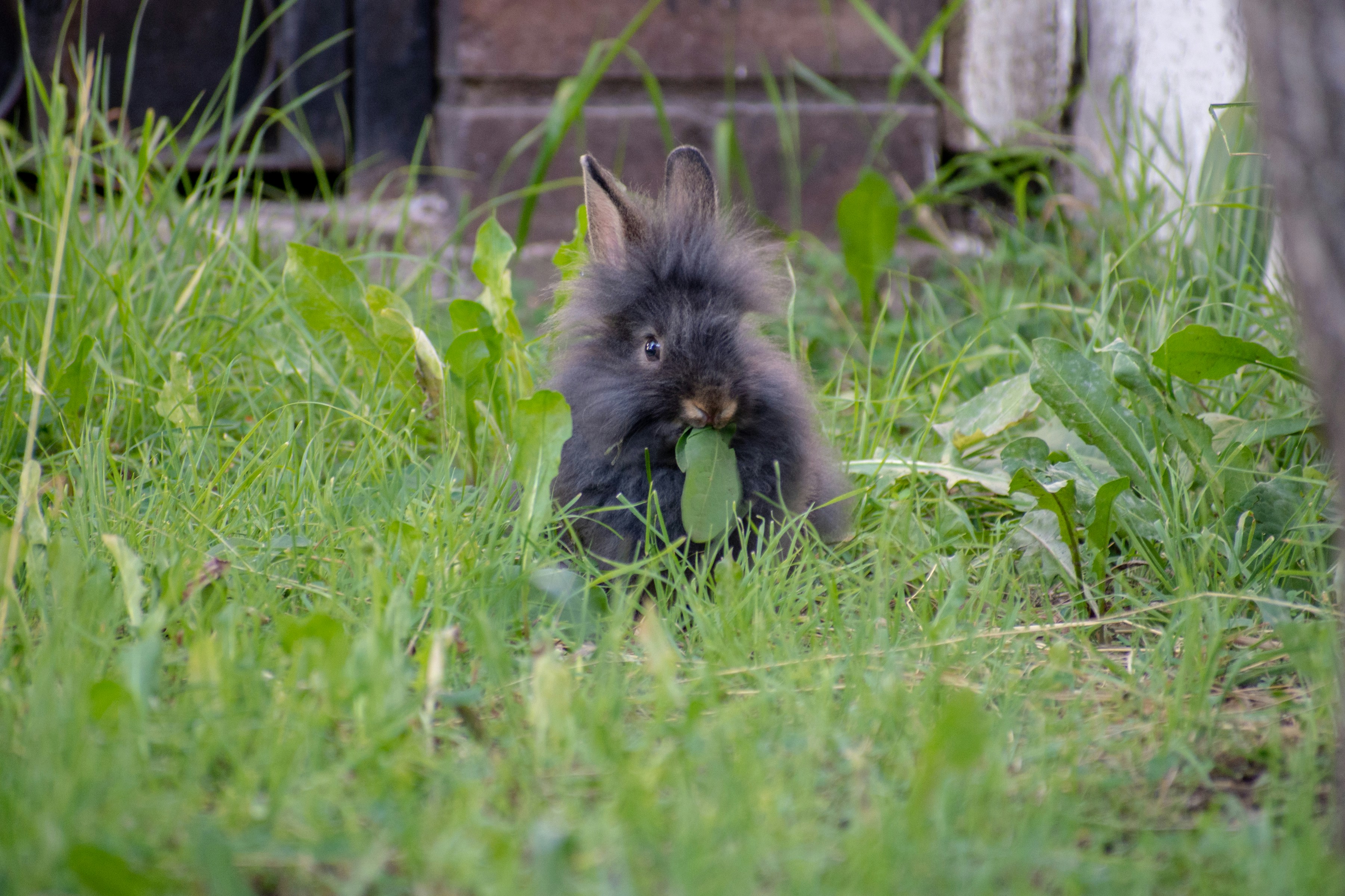 lionhead