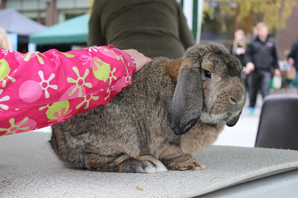 chestnut agouti holland lop