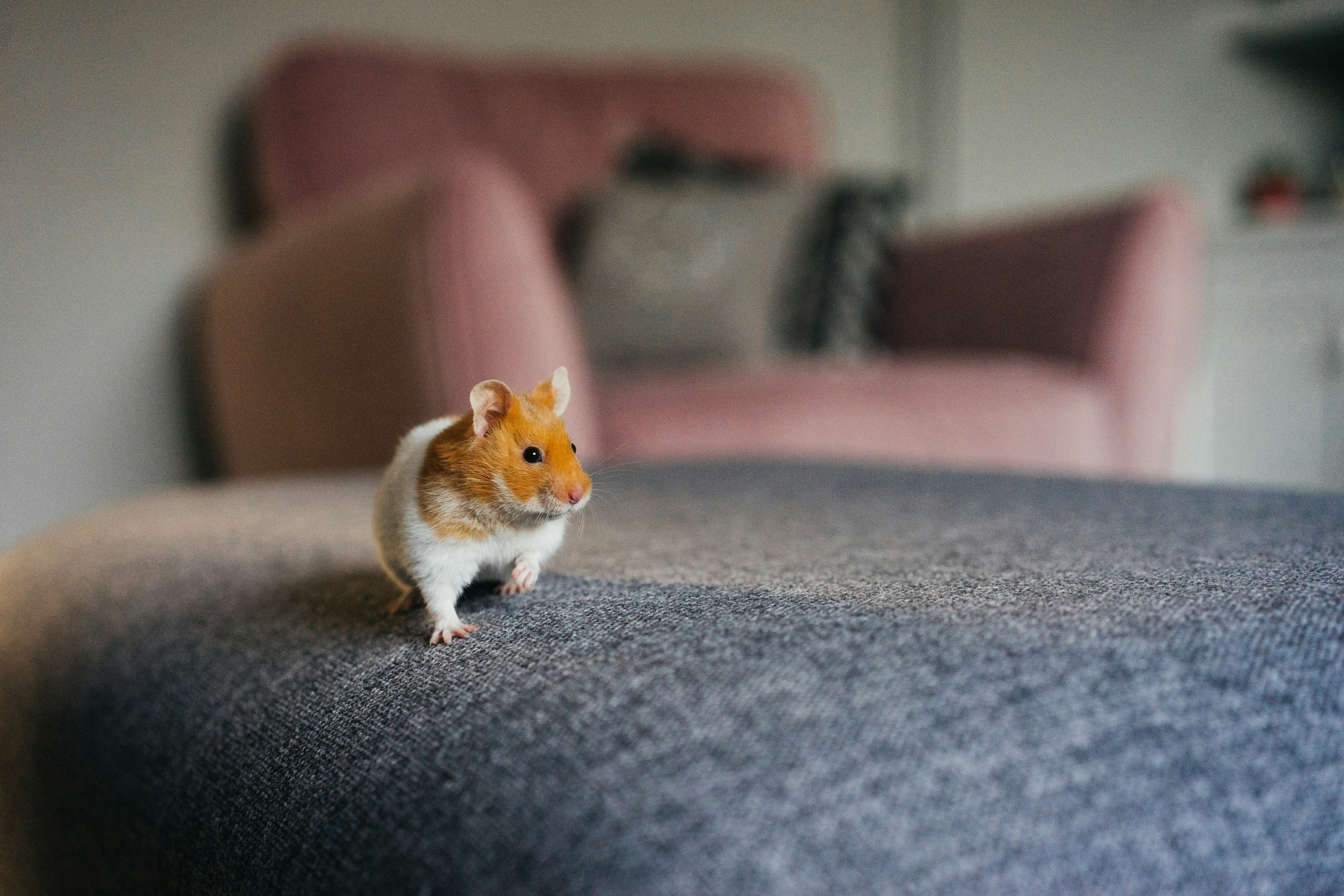 hamster