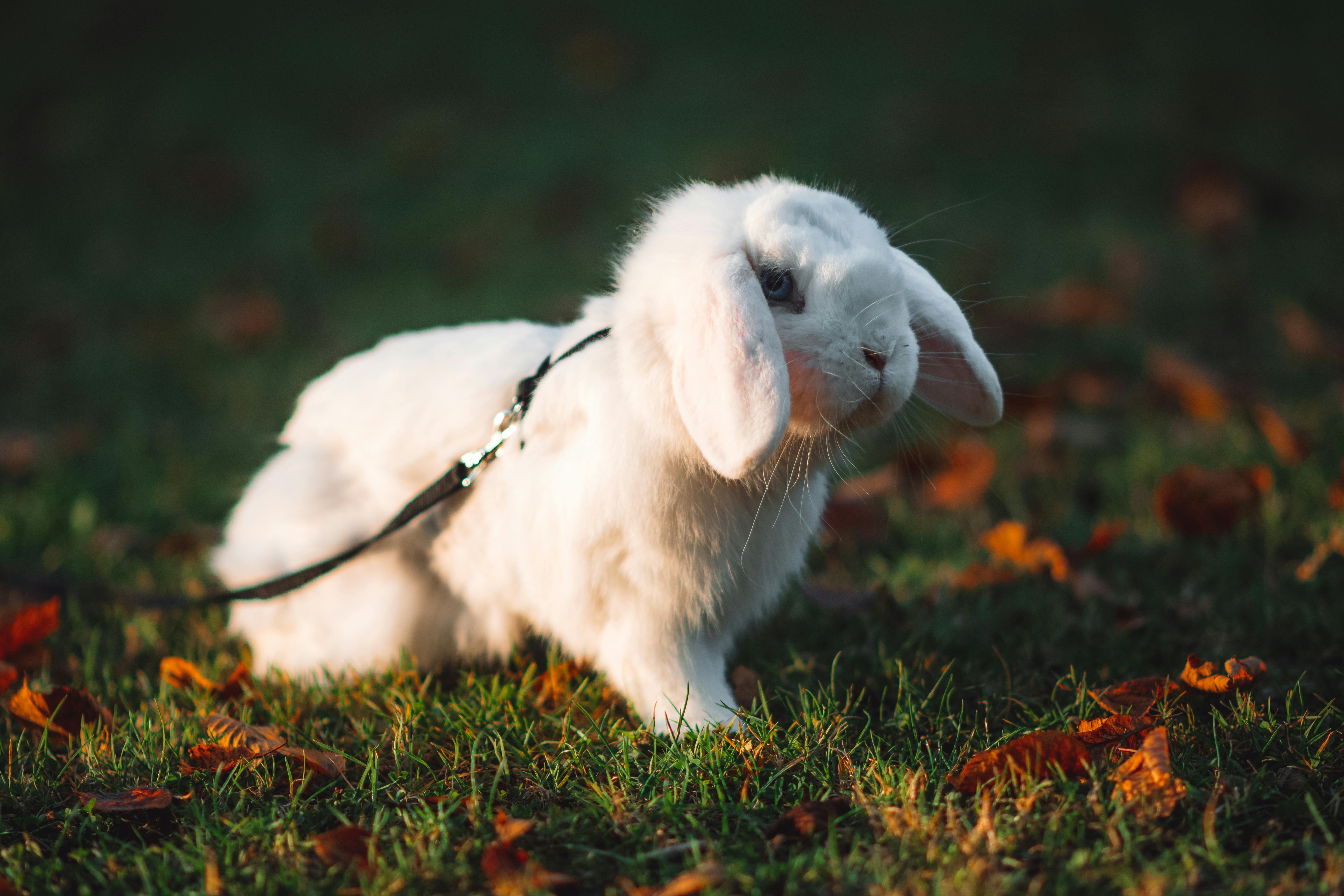 How to care for a holland lop rabbit