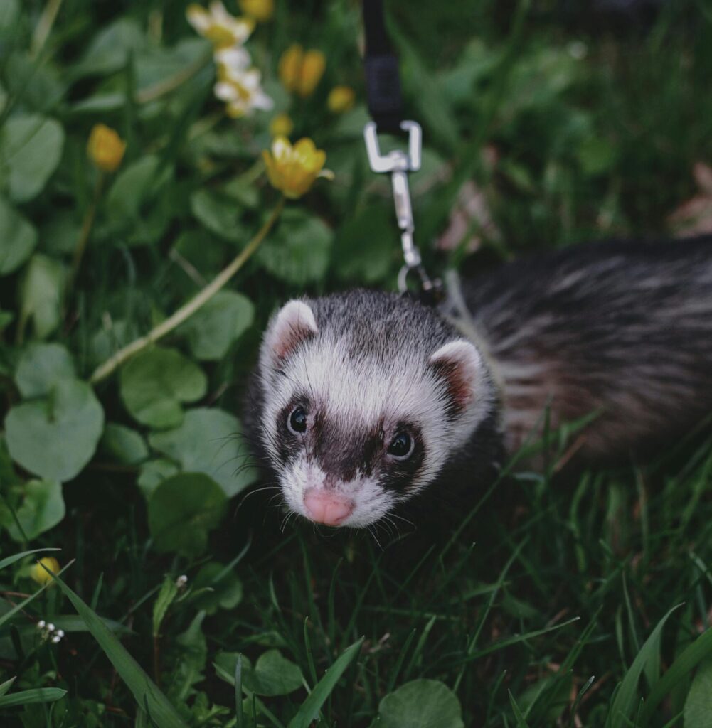 pet ferret