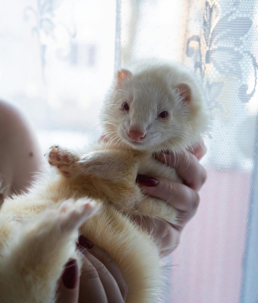 ferret