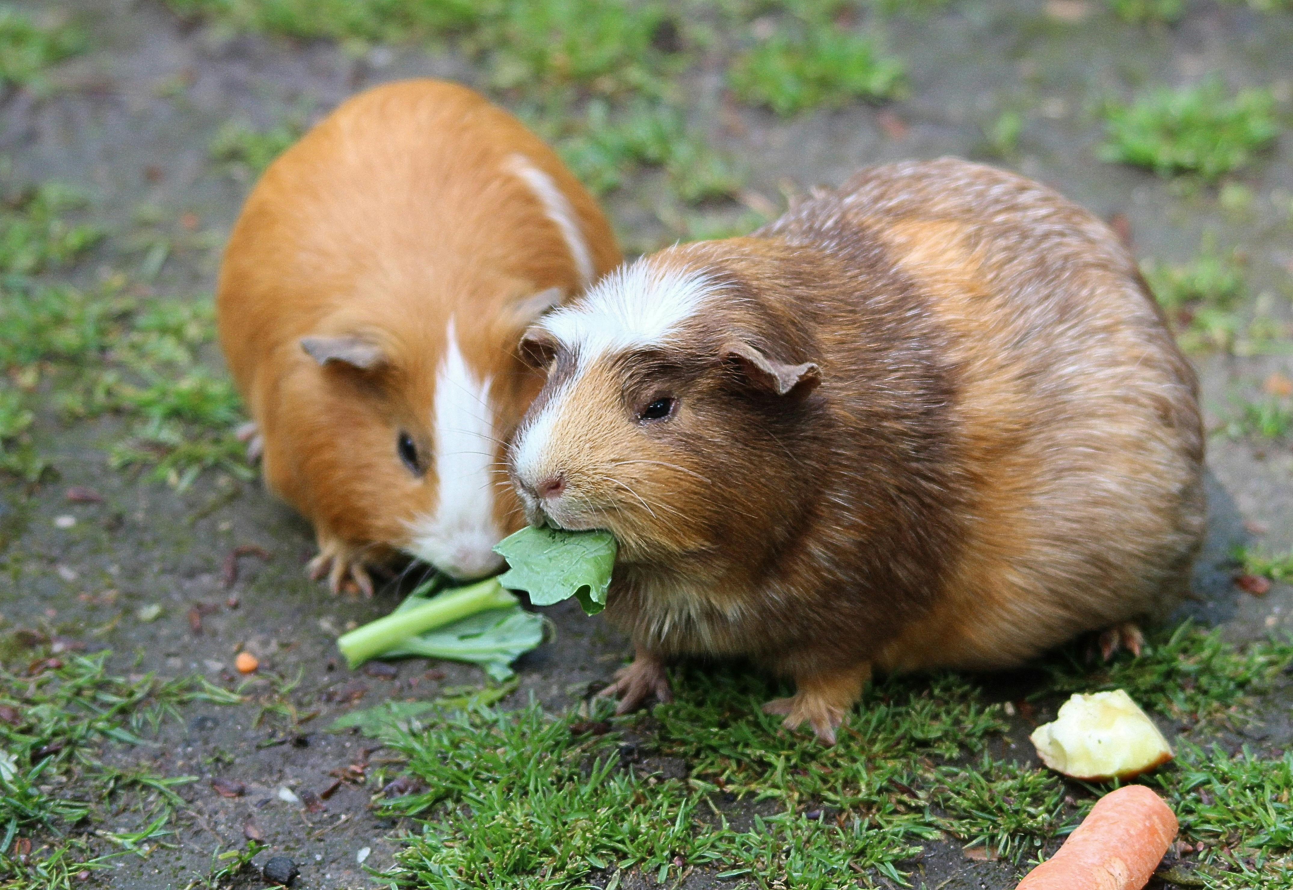 what greens can guinea pigs eat