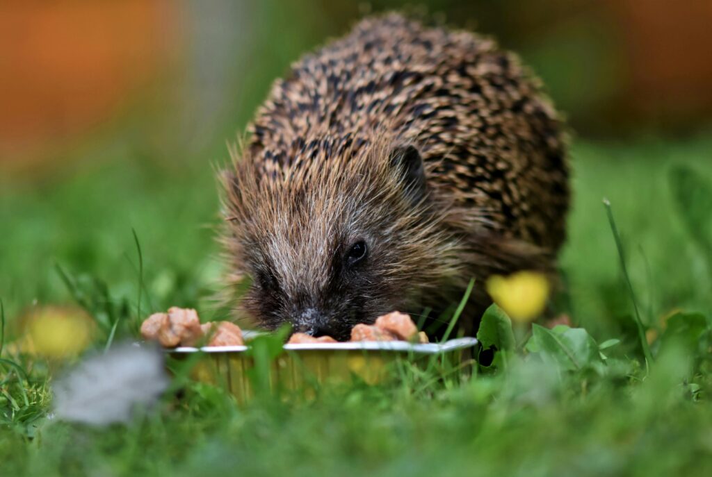 do wild hedgehogs make good pets