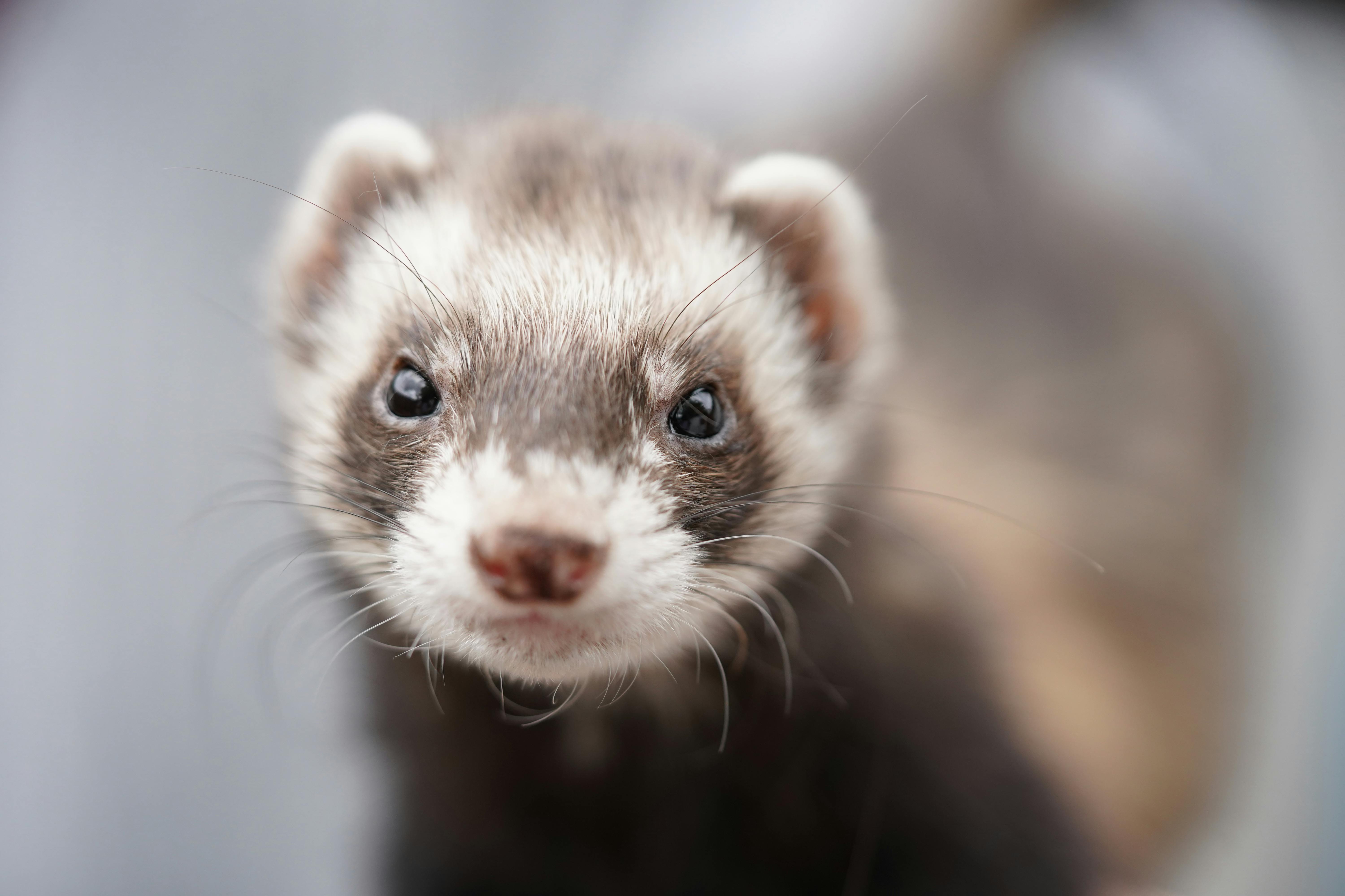 Do Ferrets Make Good Pets