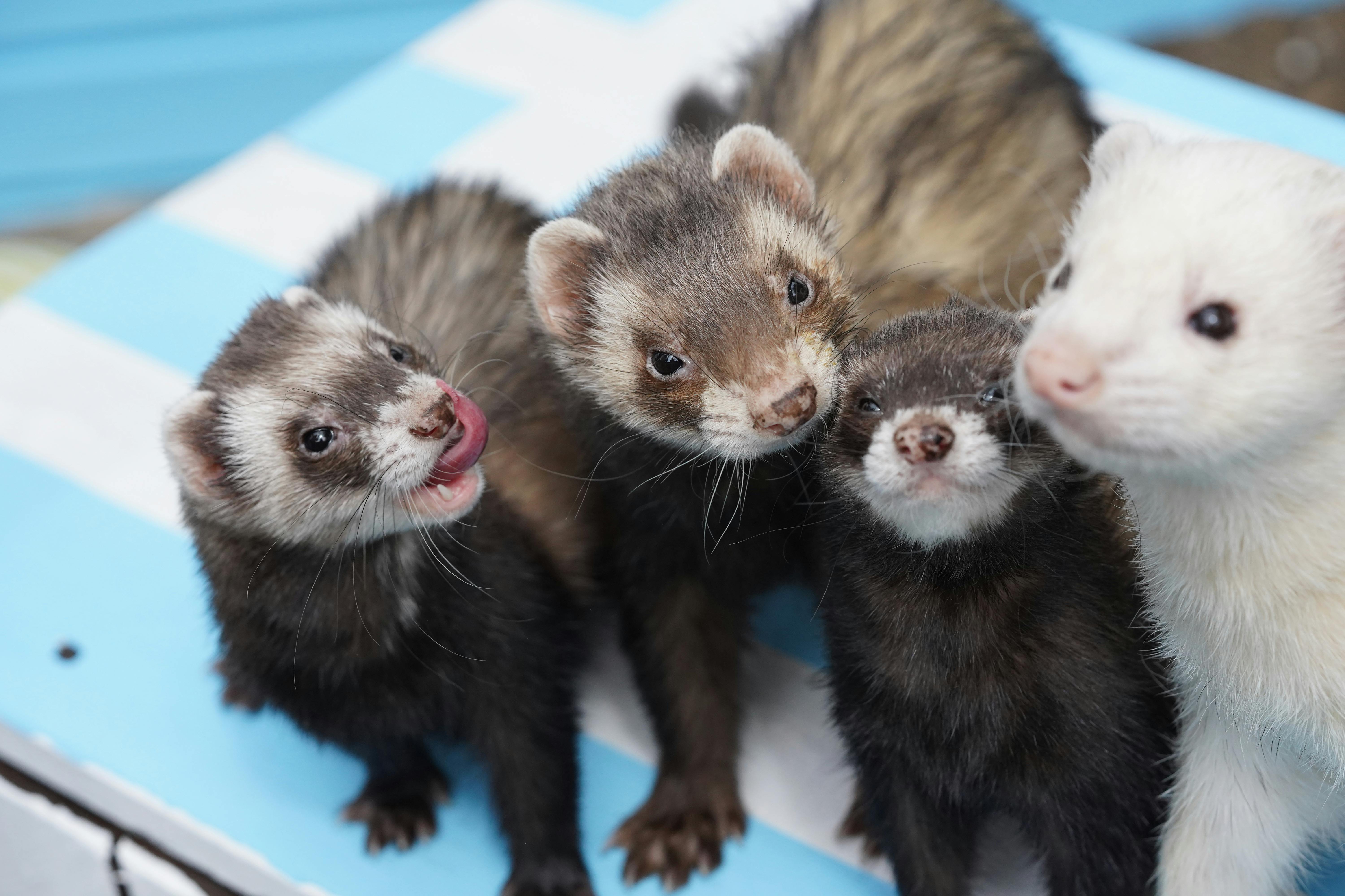 ferrets