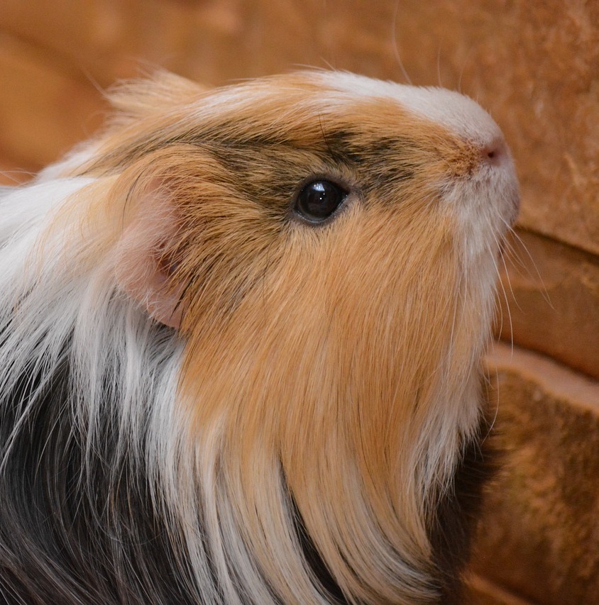 silkie guinea pigs