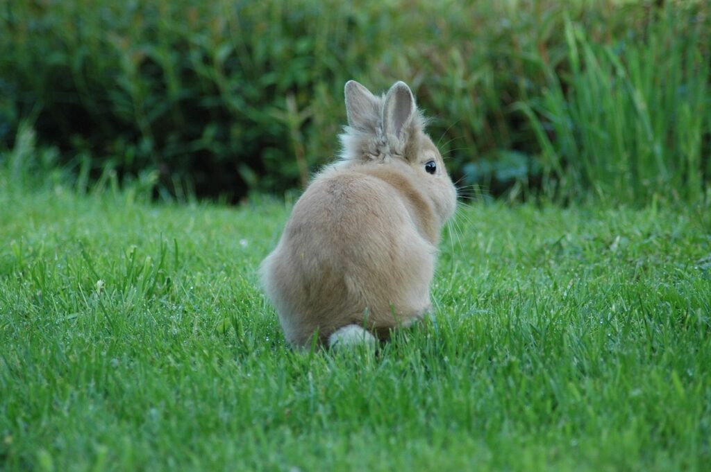 lionhead