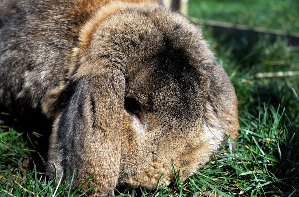 do holland lops make good pets