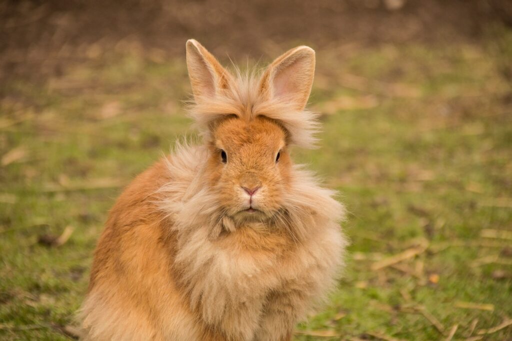 lionhead