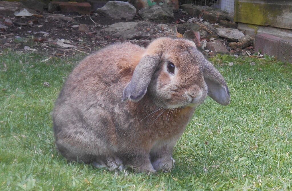 Holland lop diet