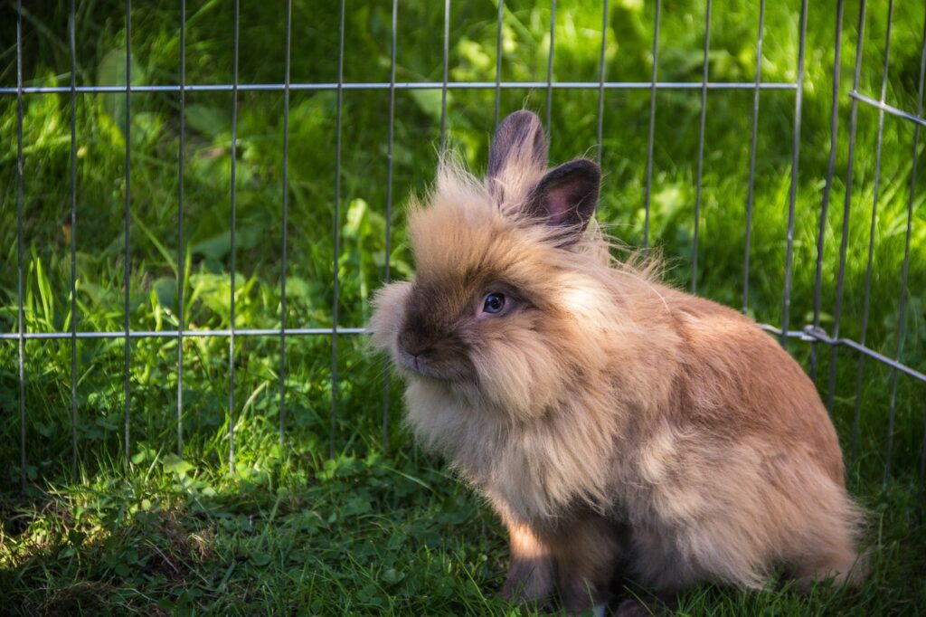 lionhead