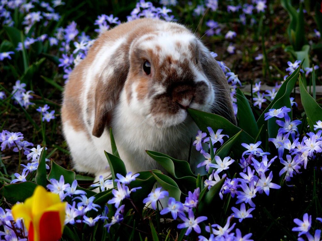 do holland lops make good pets