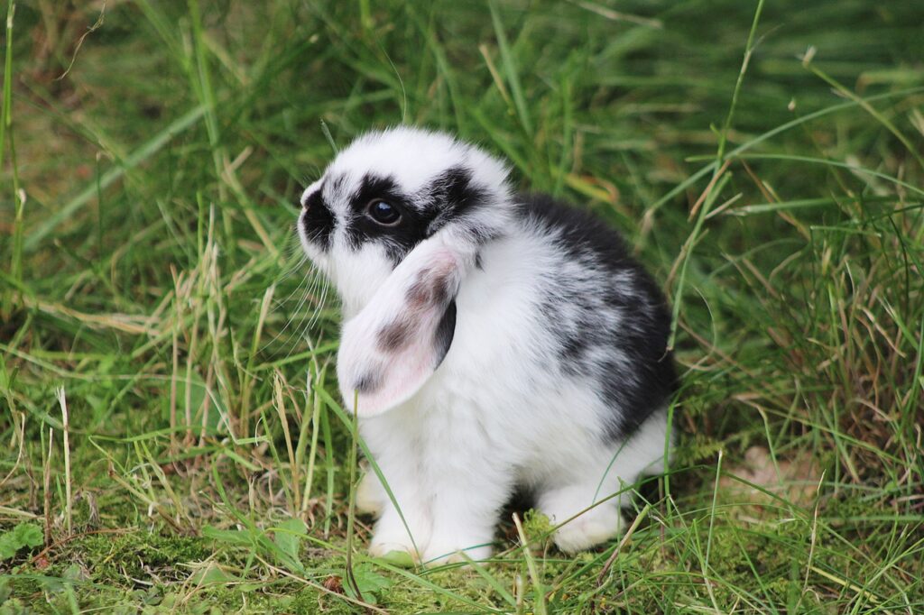 baby holland lop