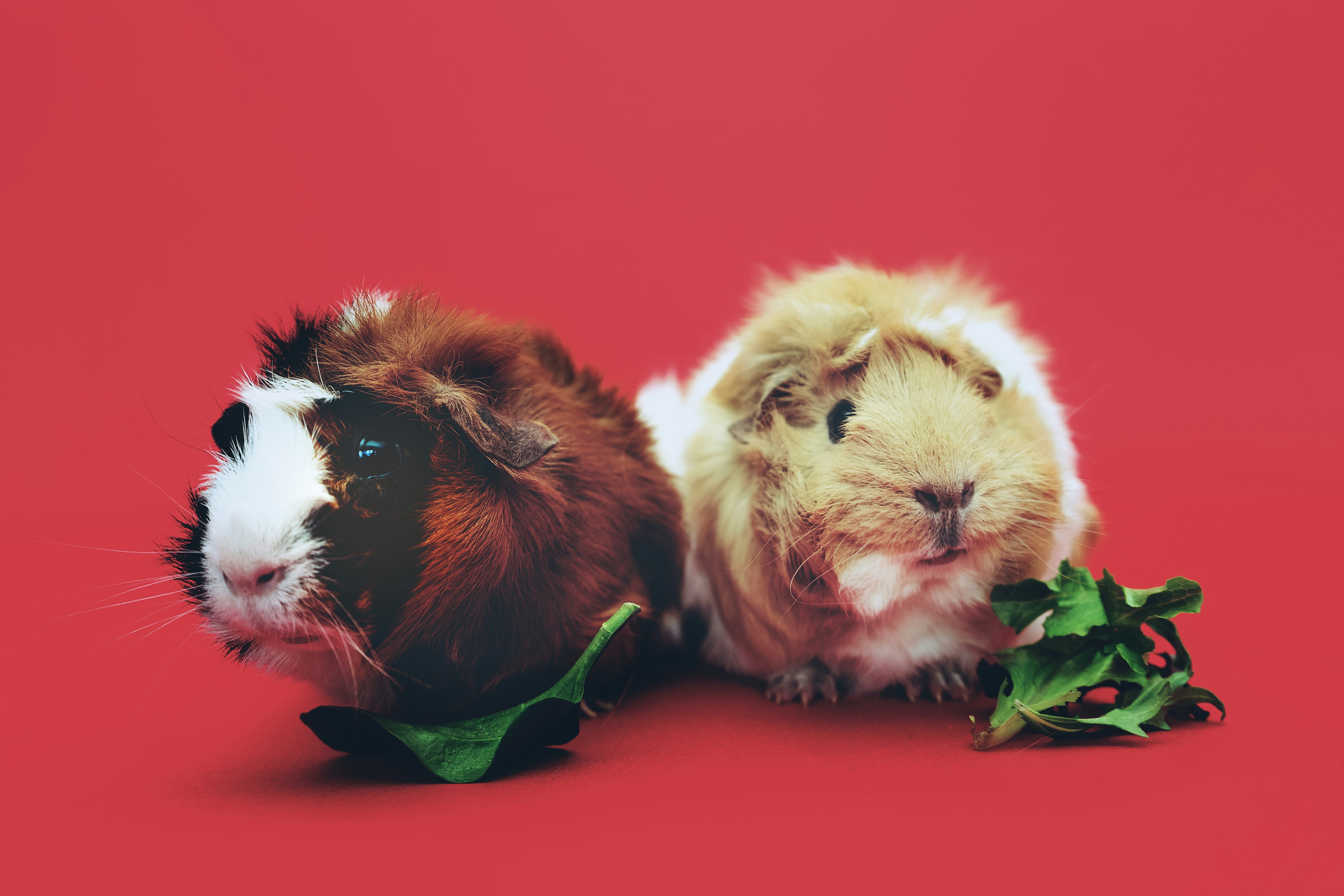 what greens can guinea pigs eat