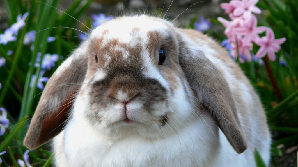 holland lop